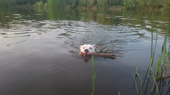 Pływający pies